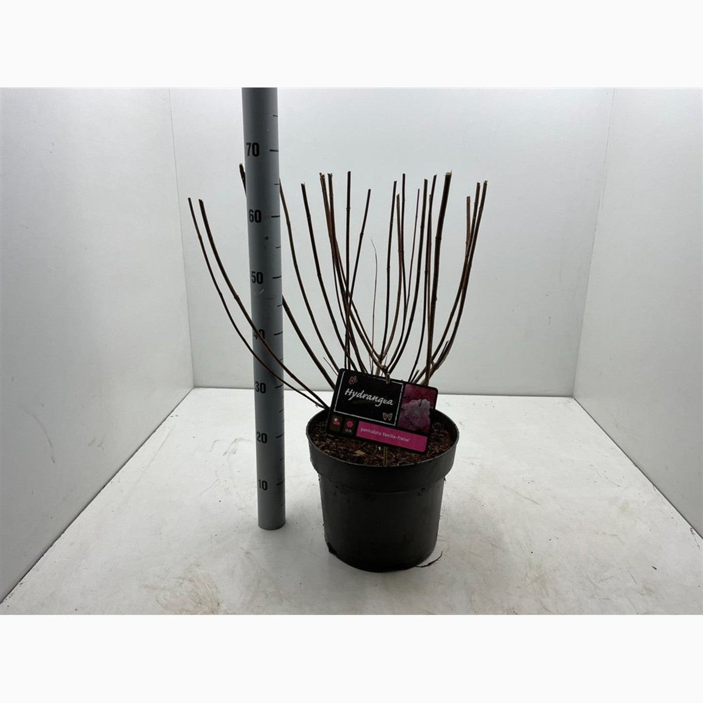 Syrenhortensia – Hydrangea paniculata 'Vanille Fraise' - C10